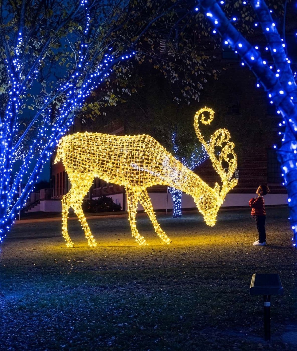 A warm white lit reindeer grazing under trees wrapped in blue lights