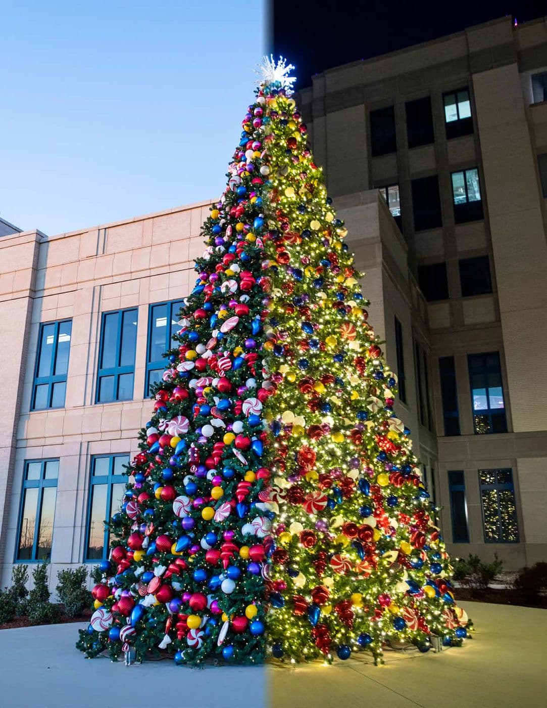 Plaza tree